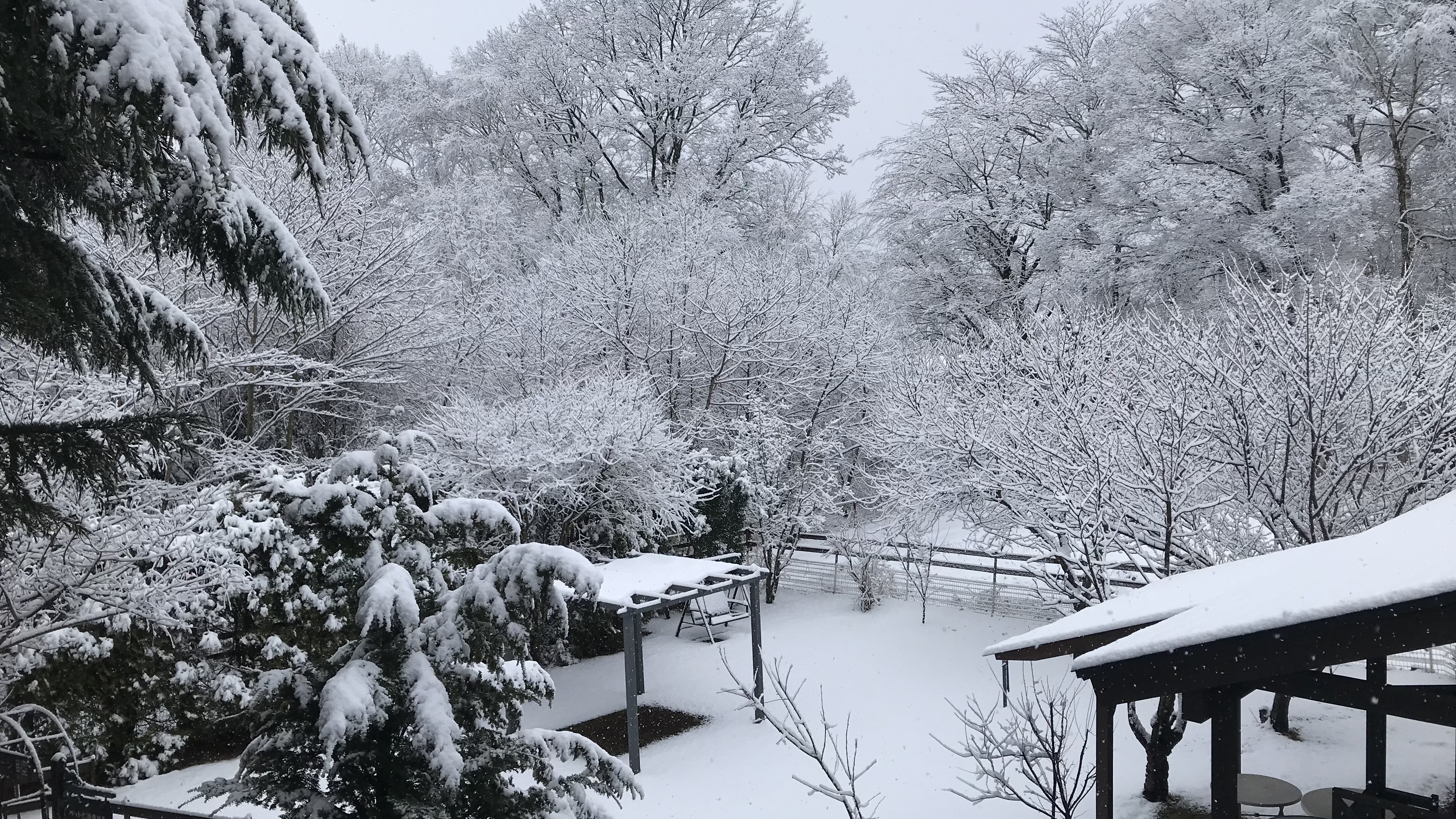 雪のドッグラン