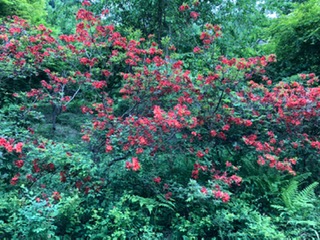 コテージ周辺の花⑬