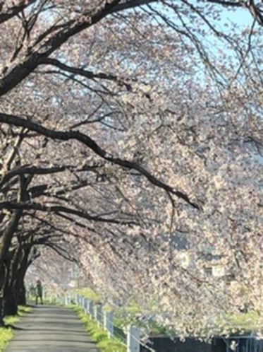 岡谷　横川の桜
