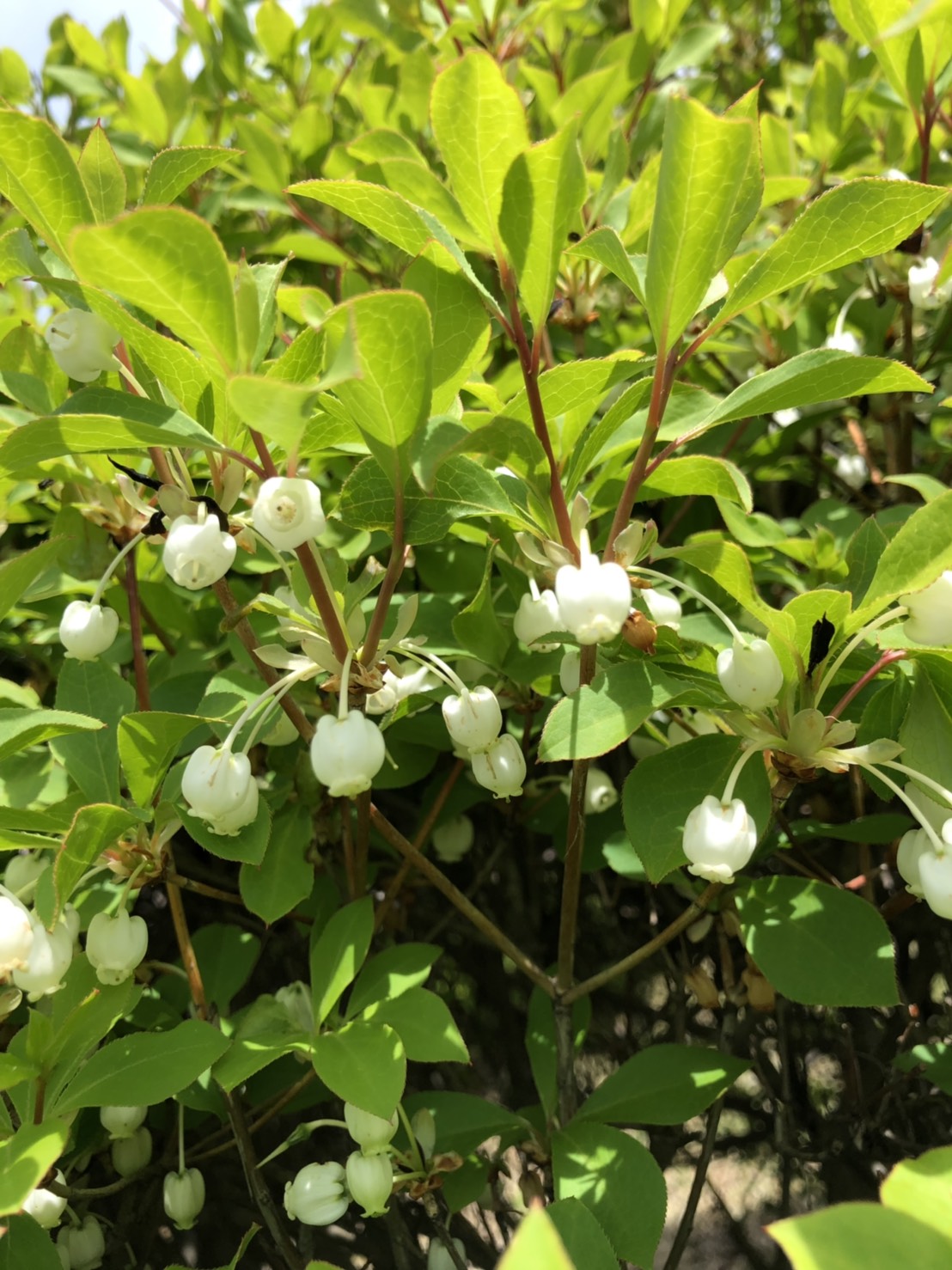 コテージ周辺の花⑤