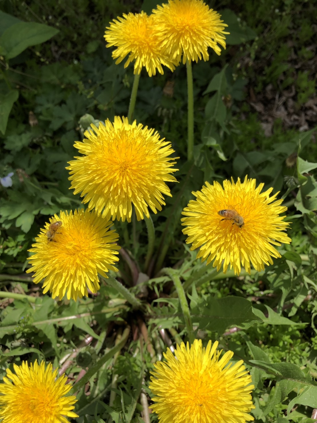 コテージ周辺の花⑥