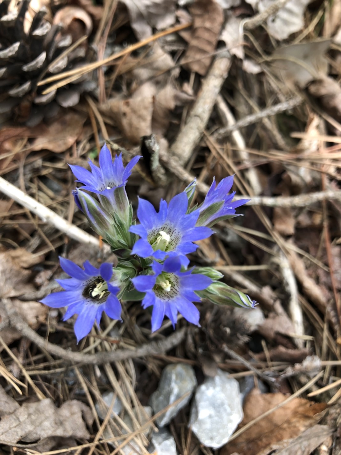 コテージ周辺の花①