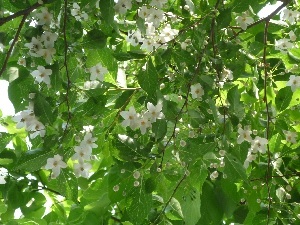 エゴノキの花