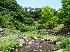 初夏の渓流植物園