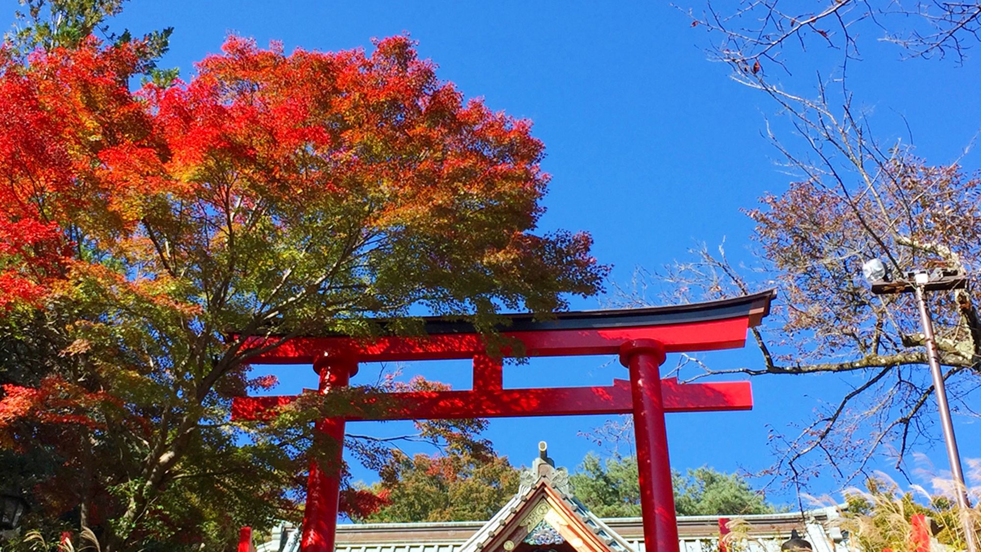 *【高尾山】紅葉時期は毎年人気で込み合います。色とりどりの山の景色を楽しめます。