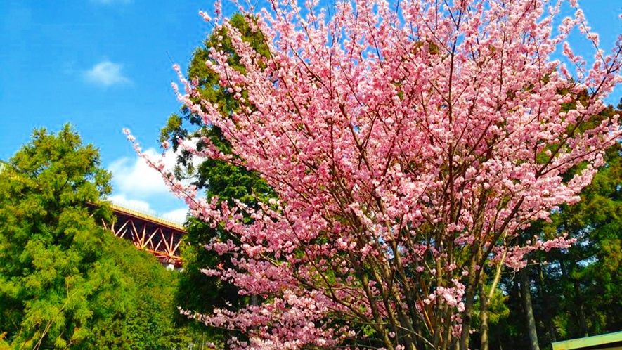 *【周辺景観_春】当館にて、見事な桜の花をご覧いただけます。