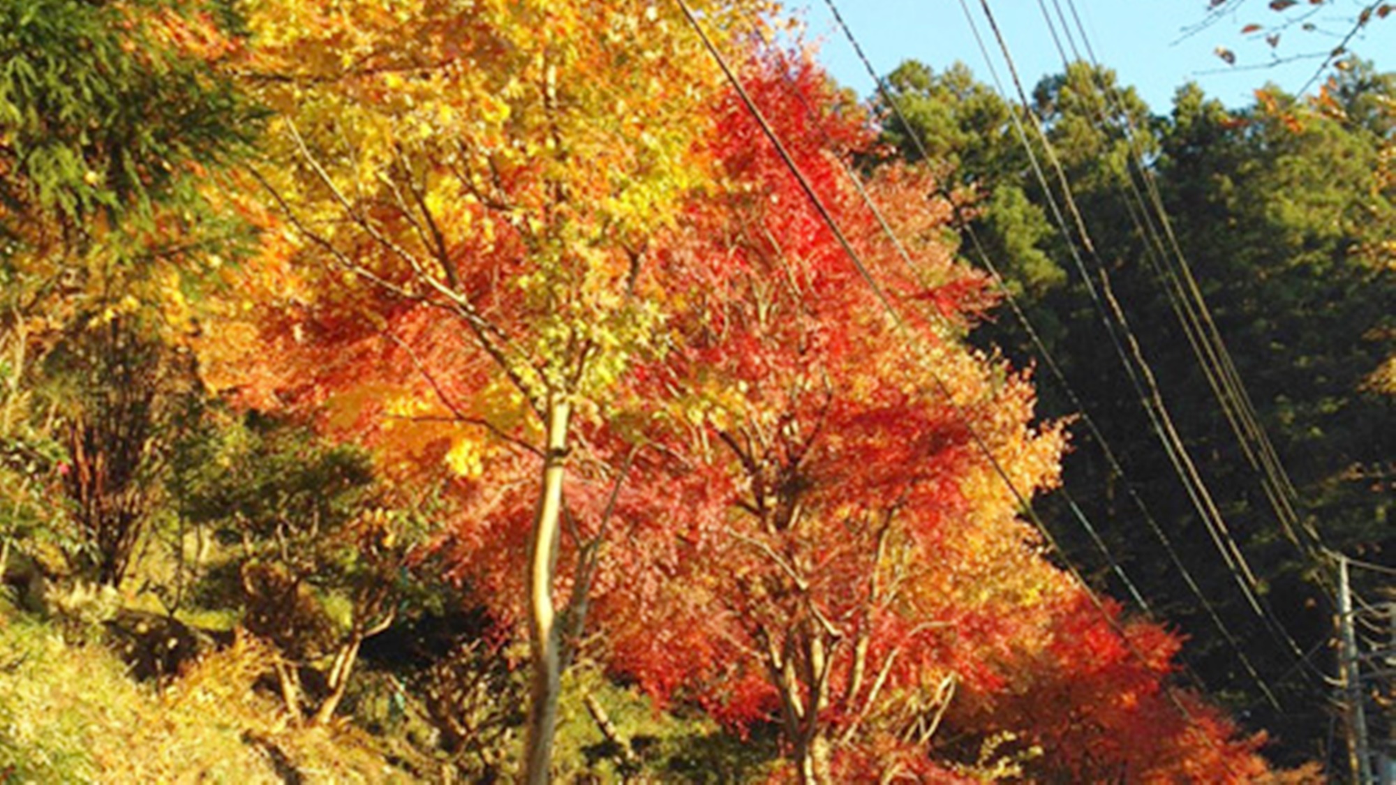 *【周辺景観_秋】木々が美しく色づく季節は、秋の味覚もたくさん味わえます。