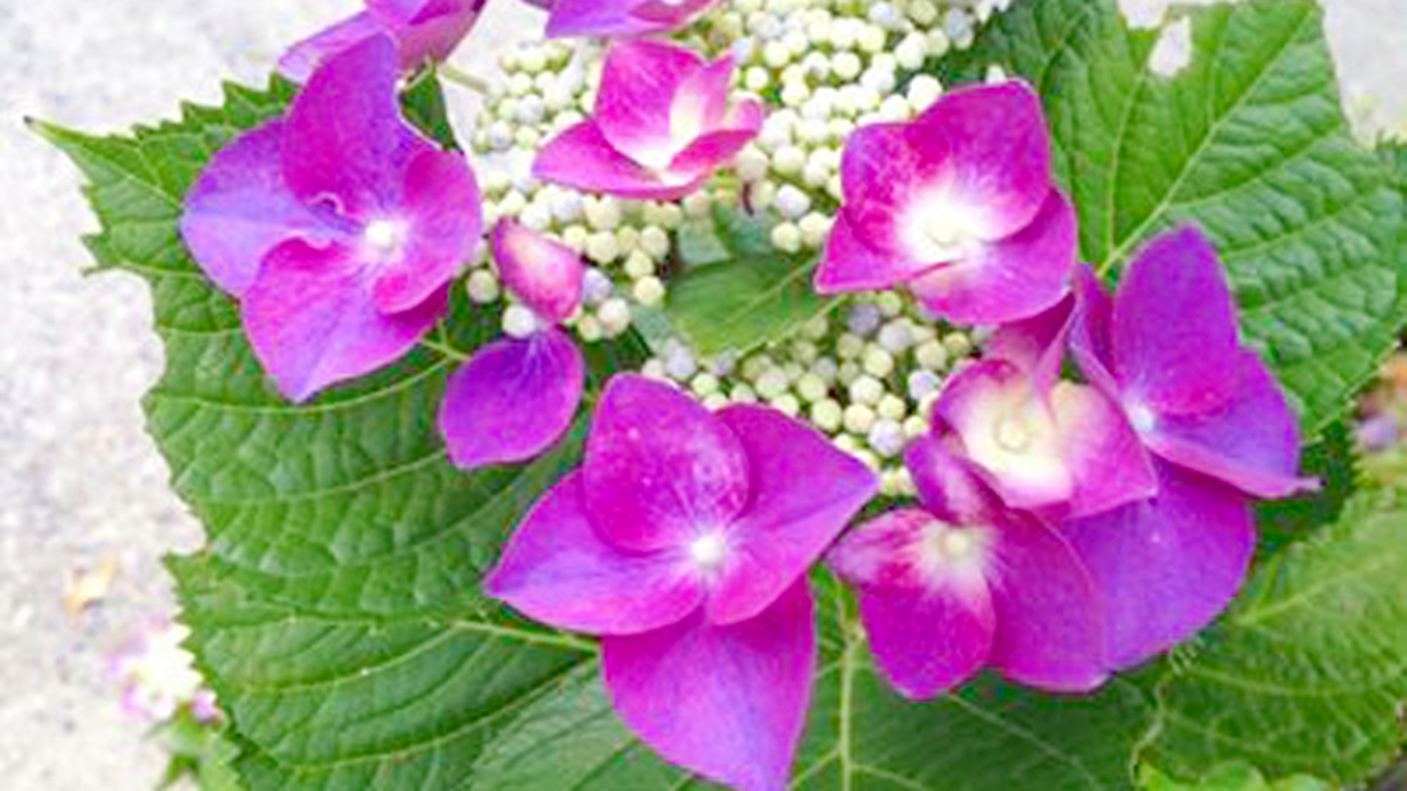 *【周辺景観_夏】初夏にはアジサイの花が咲き、四季折々の風景をお楽しみ頂けます。