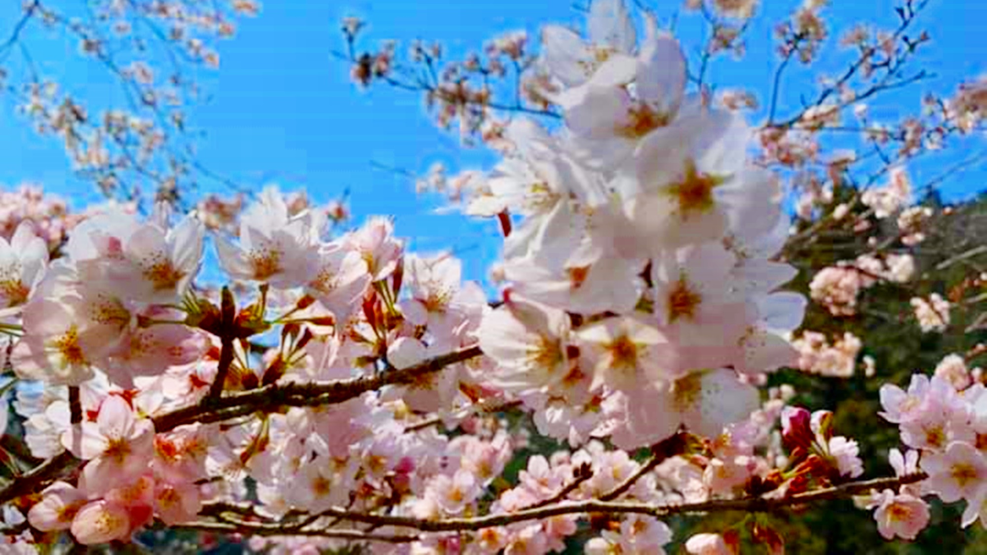*【周辺景観_春】毎年春になると、大きな桜の木が満開になります。