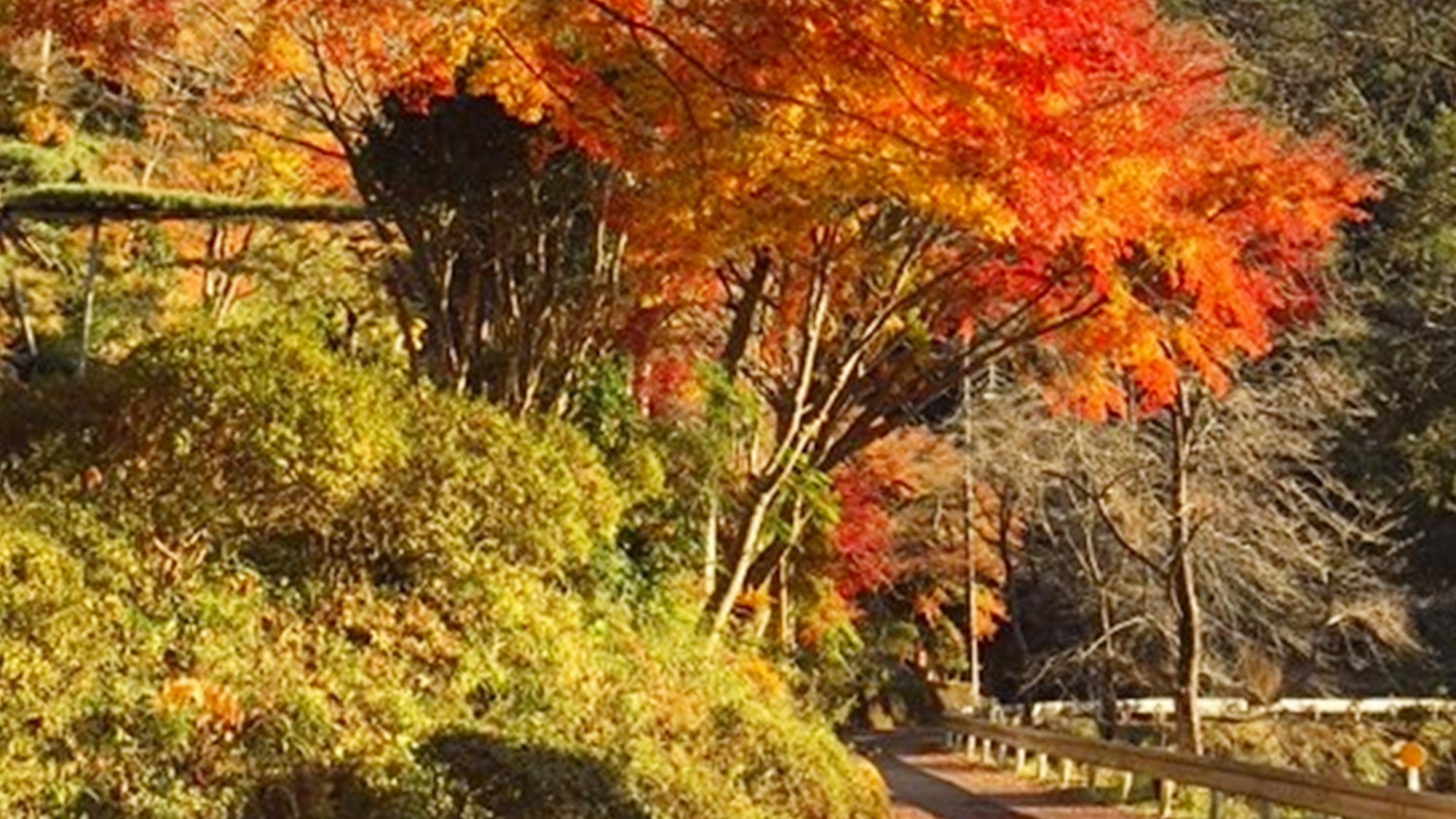 *【周辺景観_秋】木々が美しく色づく季節は、秋の味覚もたくさん味わえます。