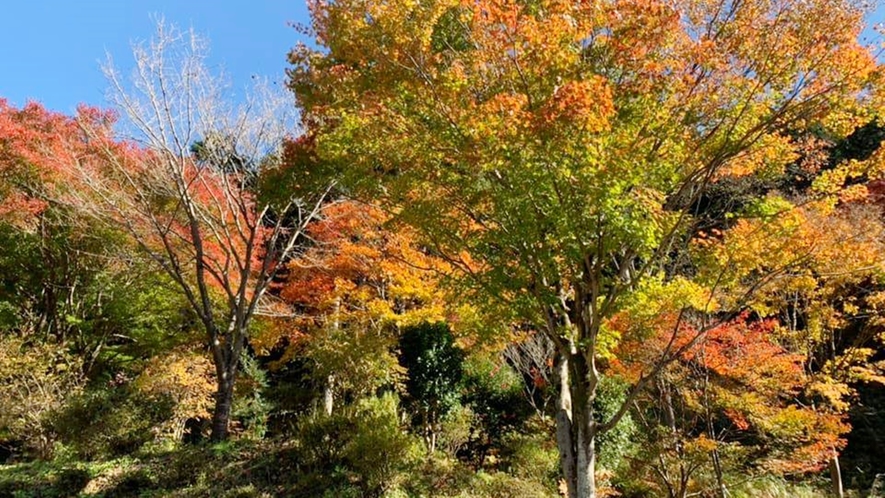 *【周辺景観_秋】山々に囲まれた当館では、秋になると美しい紅葉風景をご覧いただけます。