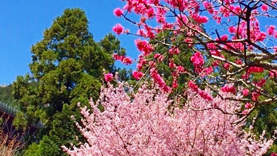 *【周辺景観_春】当館にて、見事な桜の花をご覧いただけます。