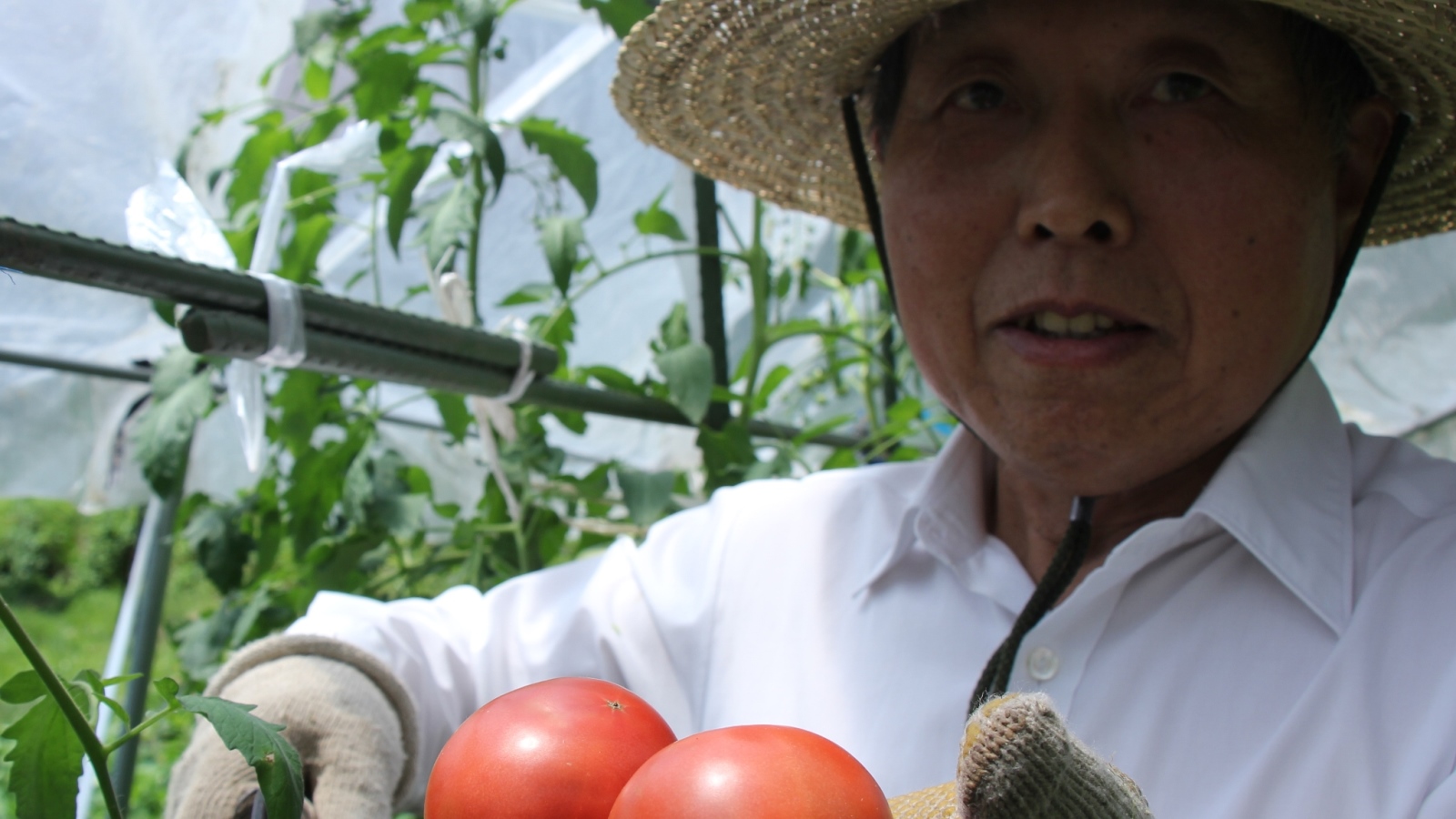 ■旦那さん・トマト収穫シーン