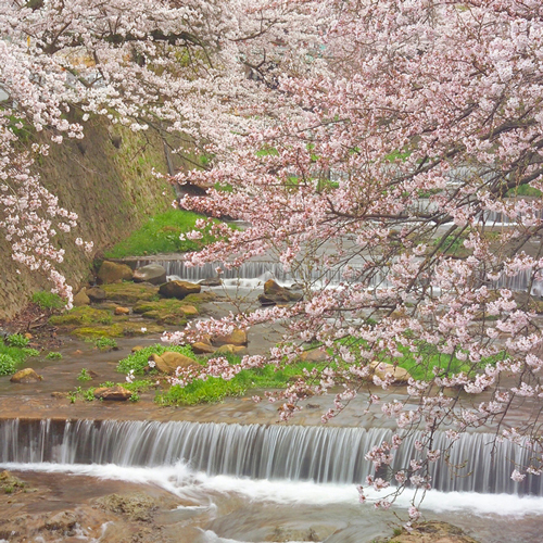 有馬山叢　御所別墅（ごしょべっしょ） - 写真 94