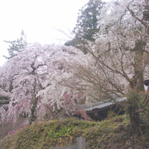 【善福寺の枝垂れ桜】当坊より徒歩6分。見ごろは4月上旬。樹齢200年を超えるイトザクラです。