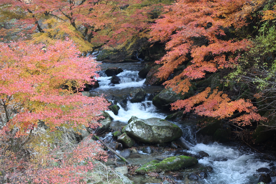 【1泊湯治プラン】朝夕少なめ湯治料理、山桜と新緑、山菜の苦み！春の湯岐へ湯治旅！、心と身体に休息を♪