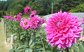 Hoa thị trấn Hanawa: Dahlia