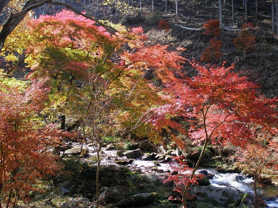 秋・紅葉2-2