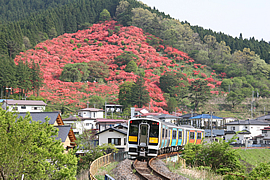 風呂山公園の山つつじ