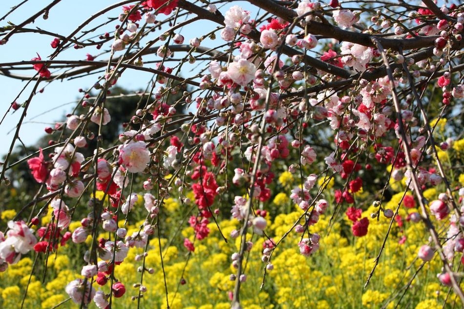 河津桜まつりプラン　素泊まり／フローリング６畳です！！河津桜まつり会場まで車で３分　観光利用可能！