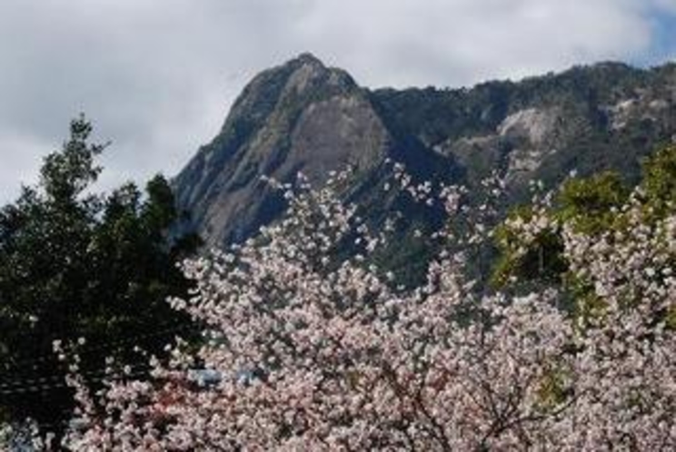 モッチョム岳と桜