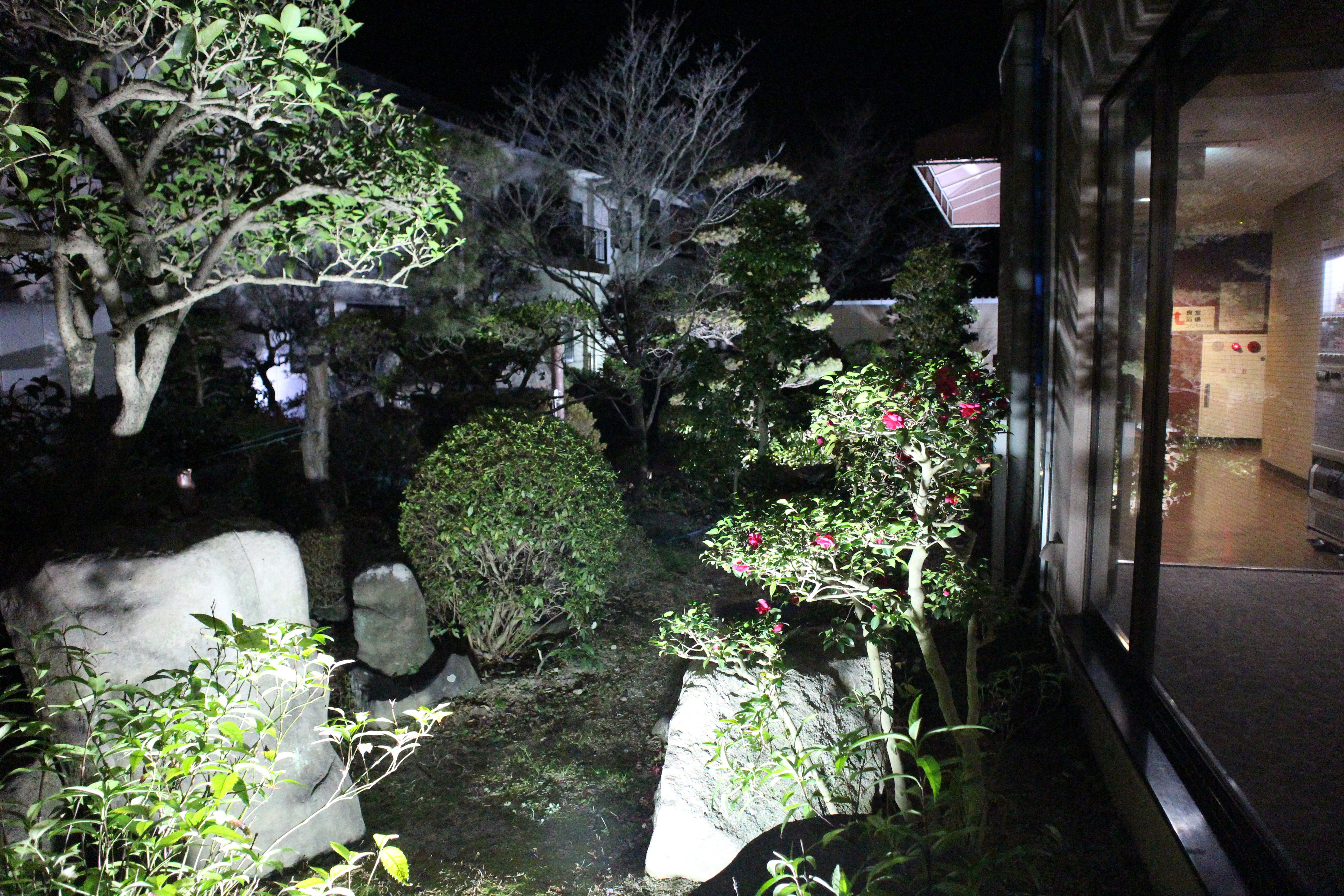 山茶花　夜