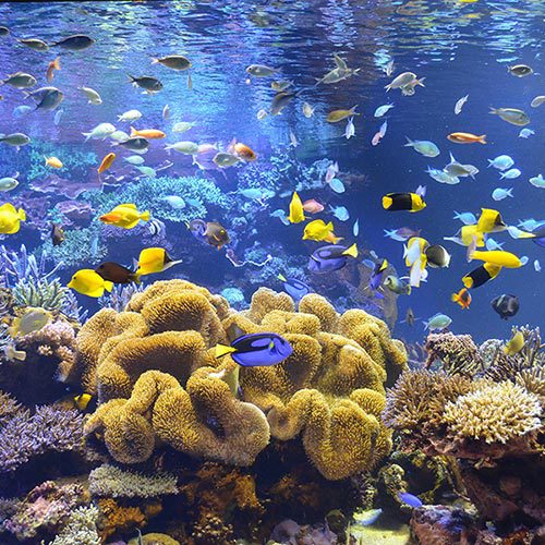 ～鳥羽水族館～サンゴ水槽