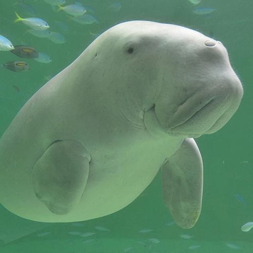 ～鳥羽水族館～ジュゴン