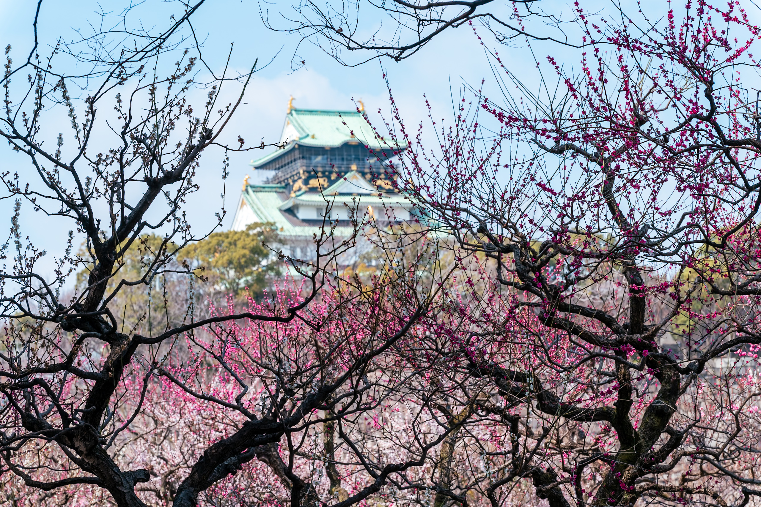 大阪城と梅林