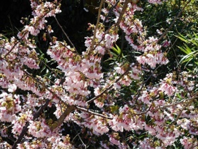露天風呂から見える早咲きの城ケ崎桜