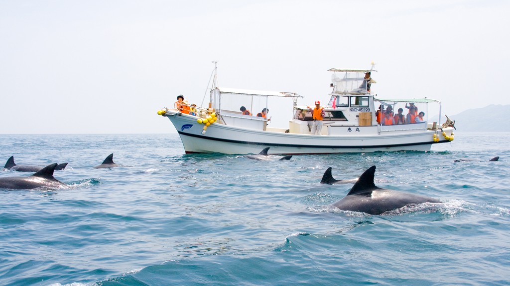 【イルカウォッチング】かなりの確率でイルカに会えるのは天草ならでは♪