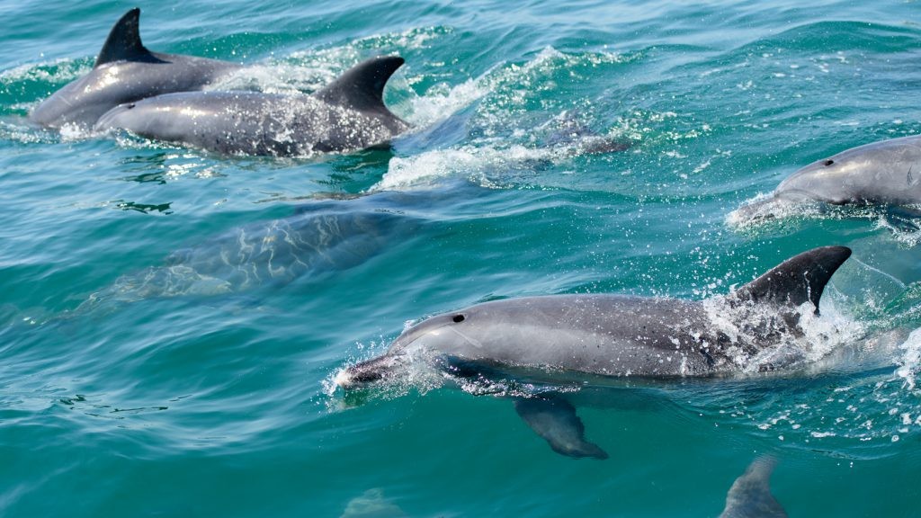【イルカウォッチング】船と一緒に泳いでくれるイルカに感激♪