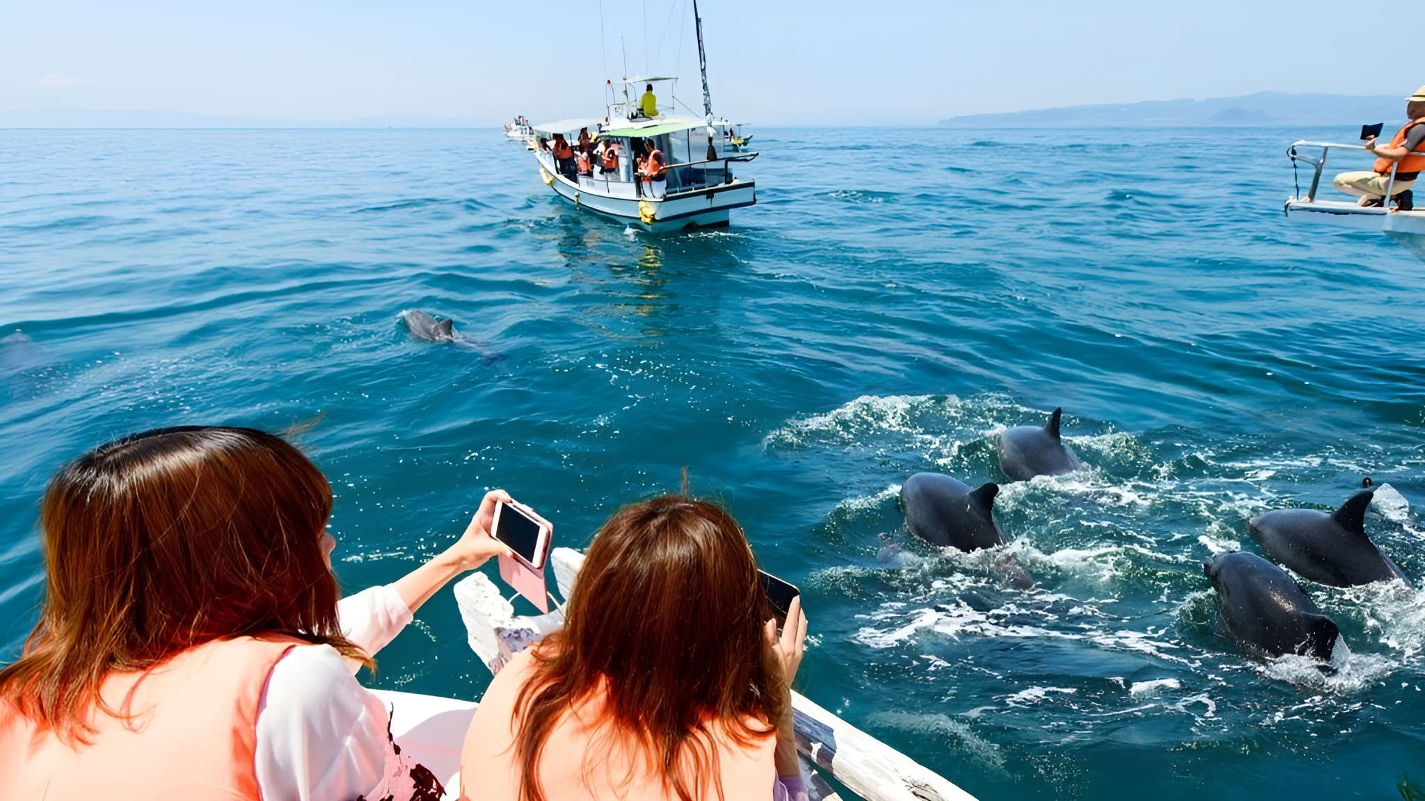 【イルカウォッチング】野生のイルカを間近で見られる体験！