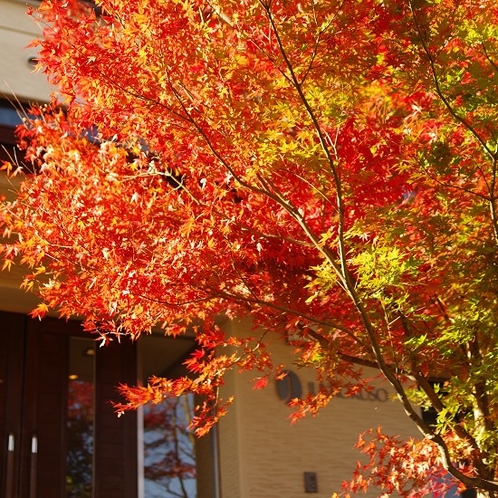 紅葉の中庭