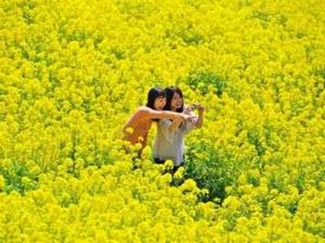 【車約80分～】マザー牧場。黄色い菜の花が広がる花畑で金運UP！