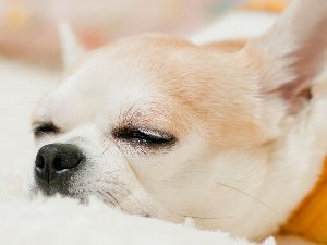 犬御殿 箱根仙石原温泉 森のあかり 設備 アメニティ 基本情報 楽天トラベル 犬御殿 箱根仙石原温泉 森のあかり 設備 アメニティ 基本情報 楽天トラベル