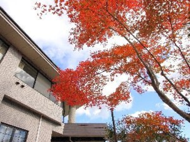 玄関前の紅葉(11月)