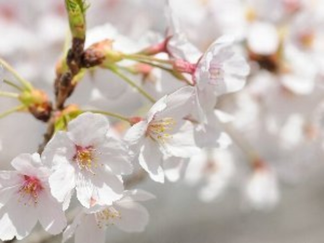 箱根の桜は例年３月下旬から４月上旬に見頃を迎えます