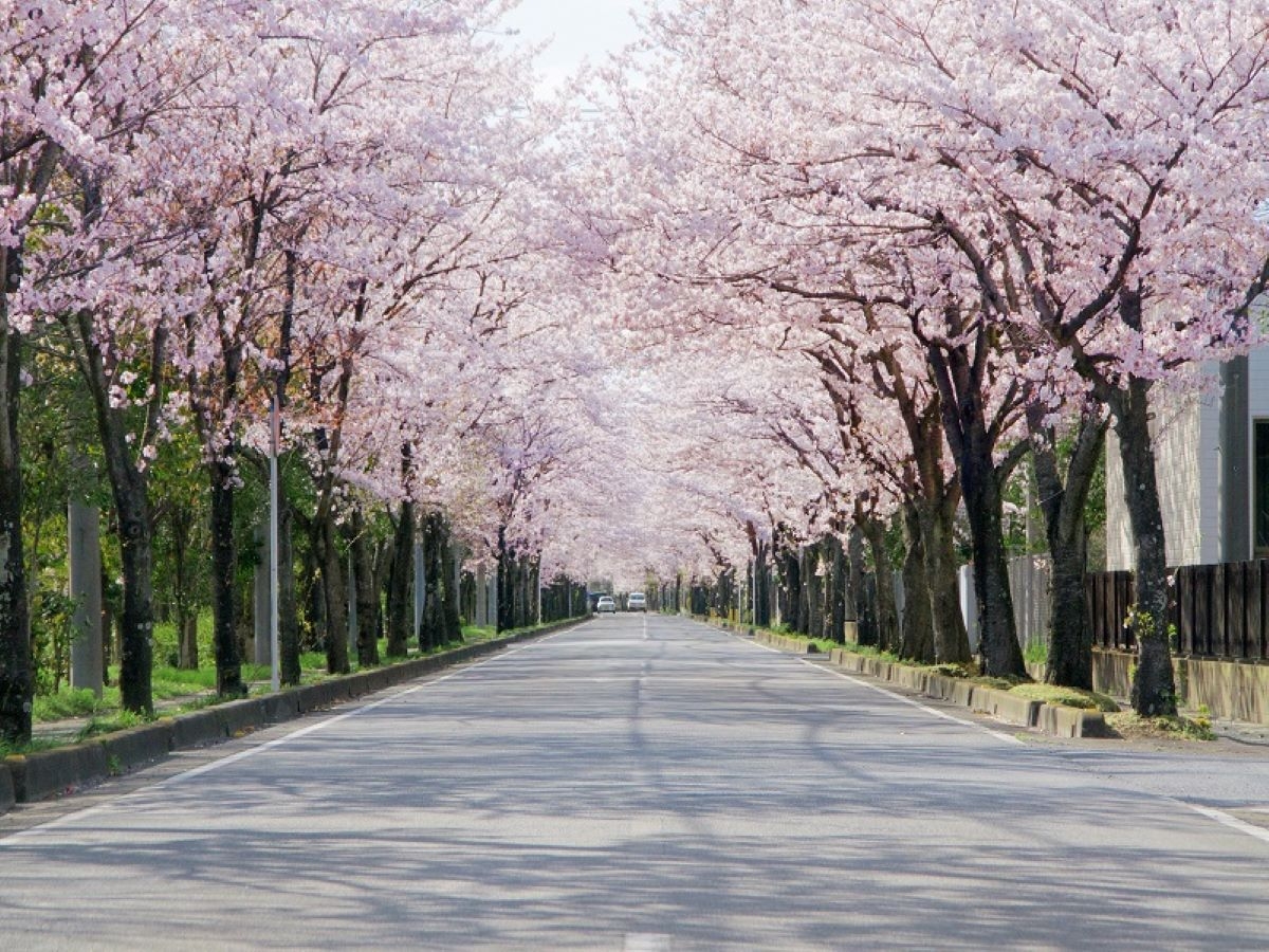 【春の桜を東伊豆で満喫季節観光情報】春の観光情報！！1泊2食付きバイキングプラン
