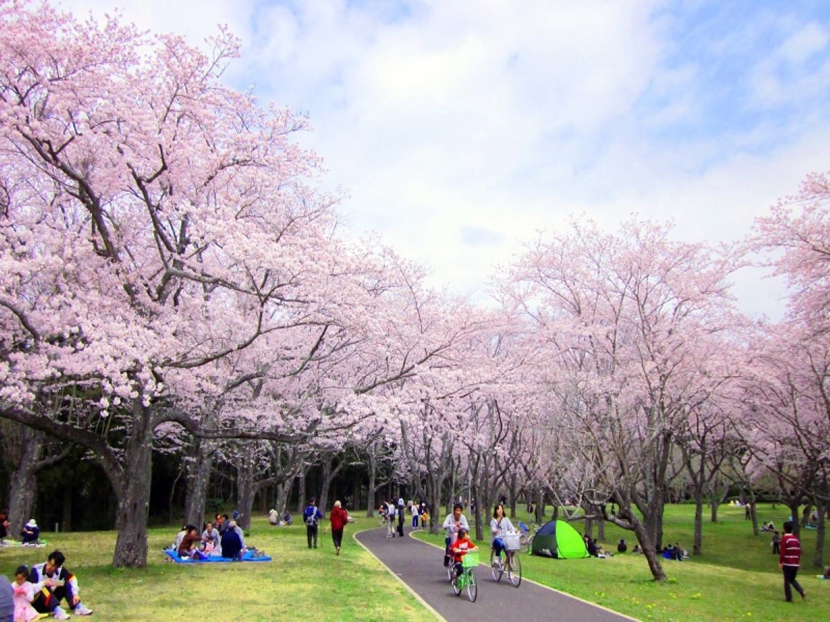 【春の桜を東伊豆で満喫季節観光情報】春の観光情報！！1泊2食付きバイキングプラン