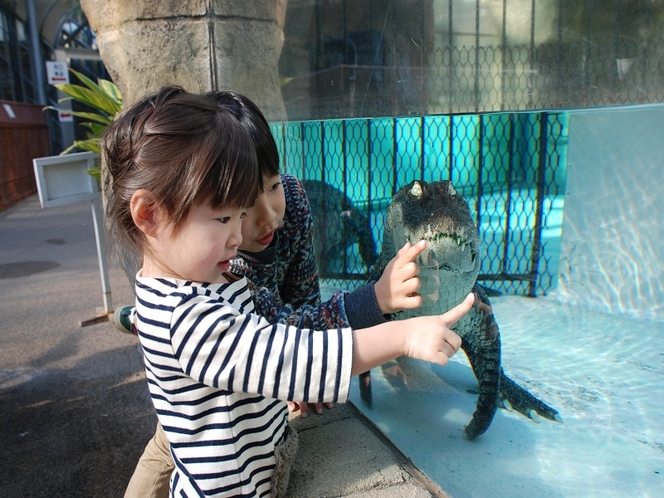 バナナワニ園：間近でワニを観察