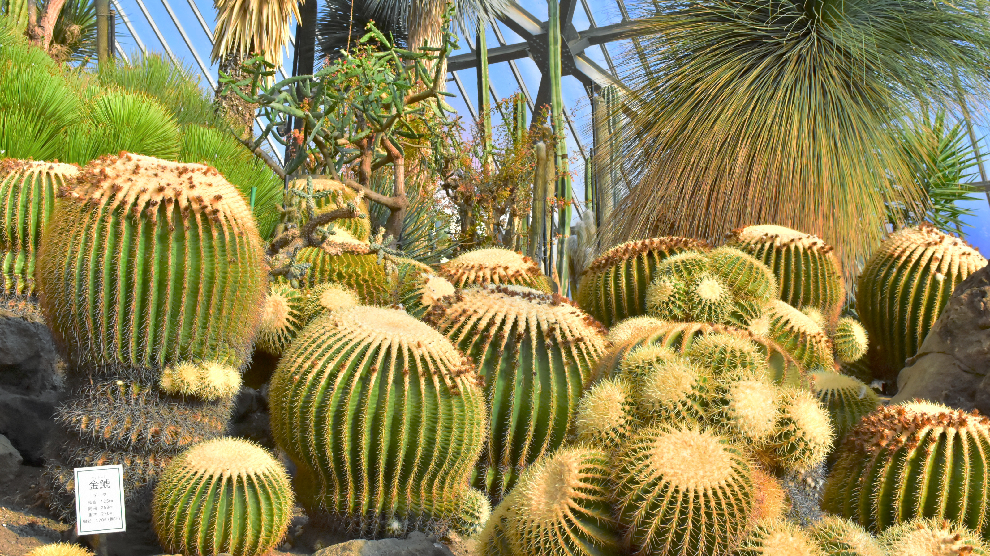 伊豆シャボテン公園