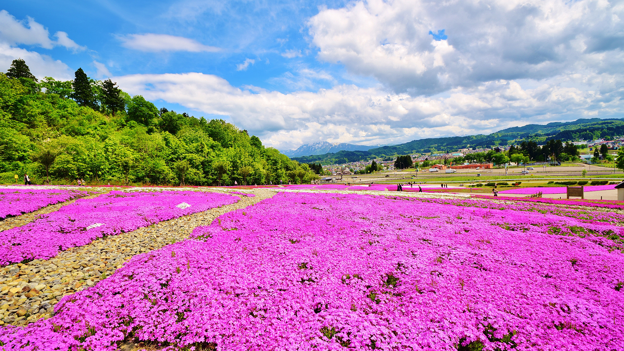 **残雪の越後三山と鮮やかなピンク色の芝桜のコントラストが綺麗♪芝桜は5月中旬が見頃です！