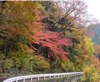 照葉峡の紅葉 （１０月）