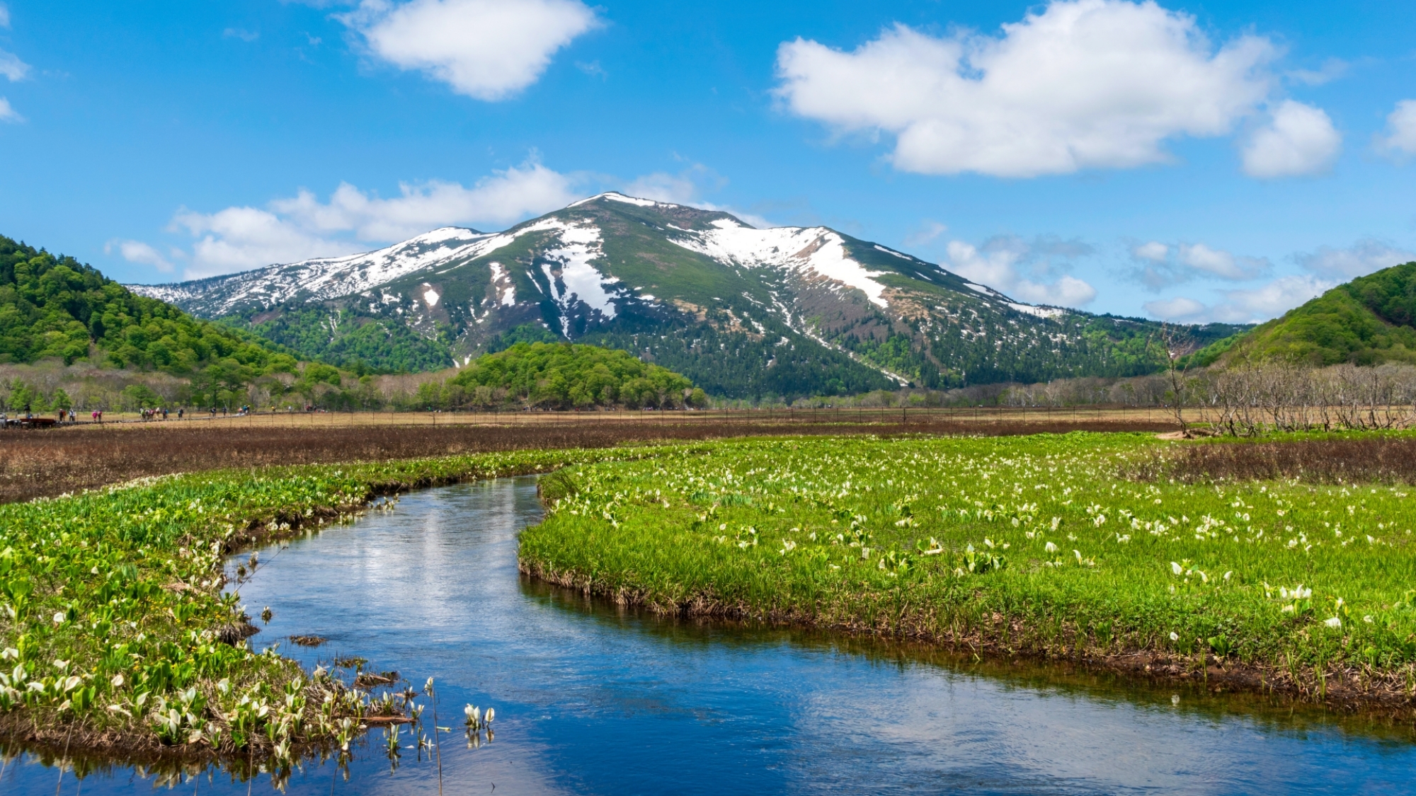 【周辺】尾瀬ヶ原　水芭蕉と至仏山