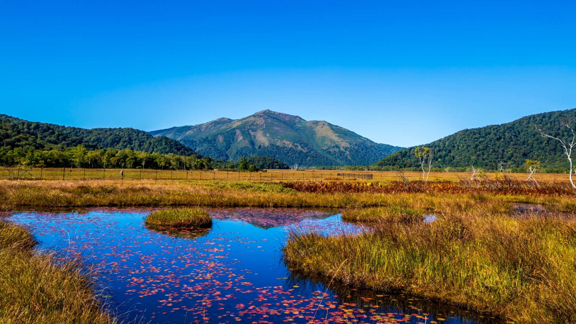 【周辺】尾瀬ヶ原　秋の草紅葉