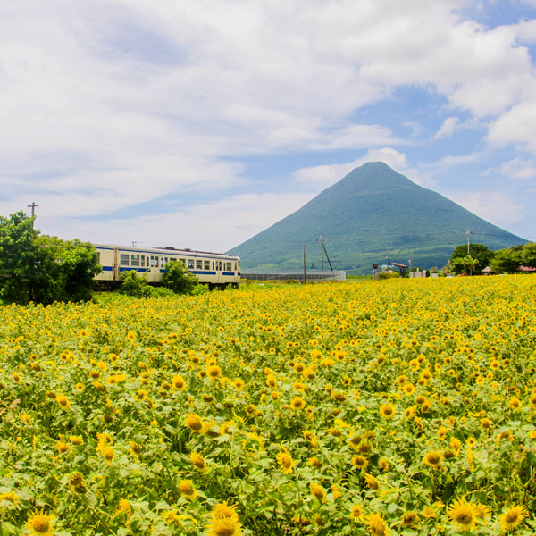 夏・ひまわりの向こうに開聞岳