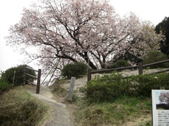 百年桜