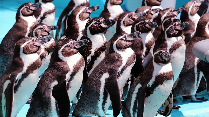 【桂浜水族館③】ペンギン