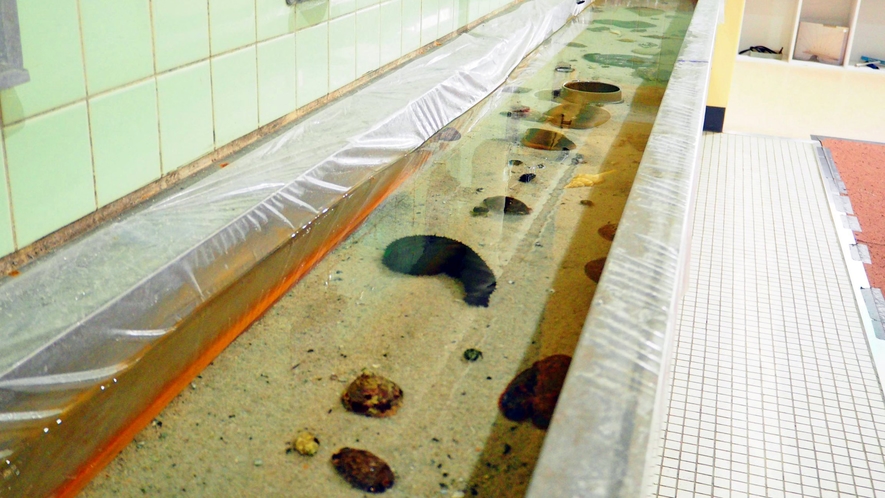 【むろと廃校水族館②】タッチプール